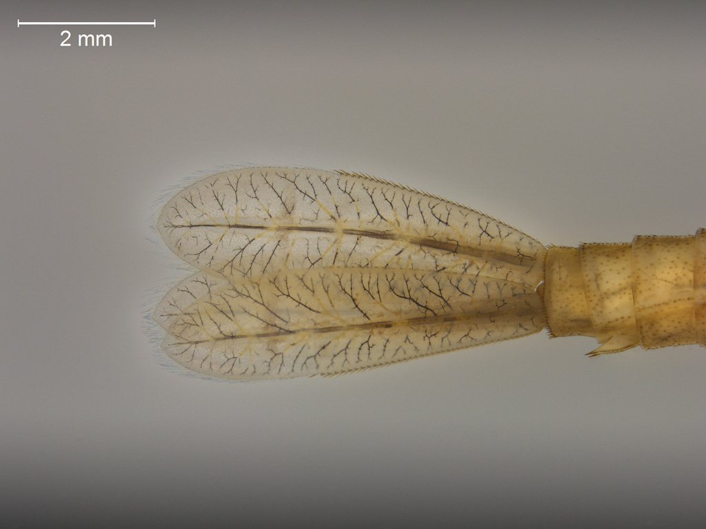 Enallagma cyathigerum